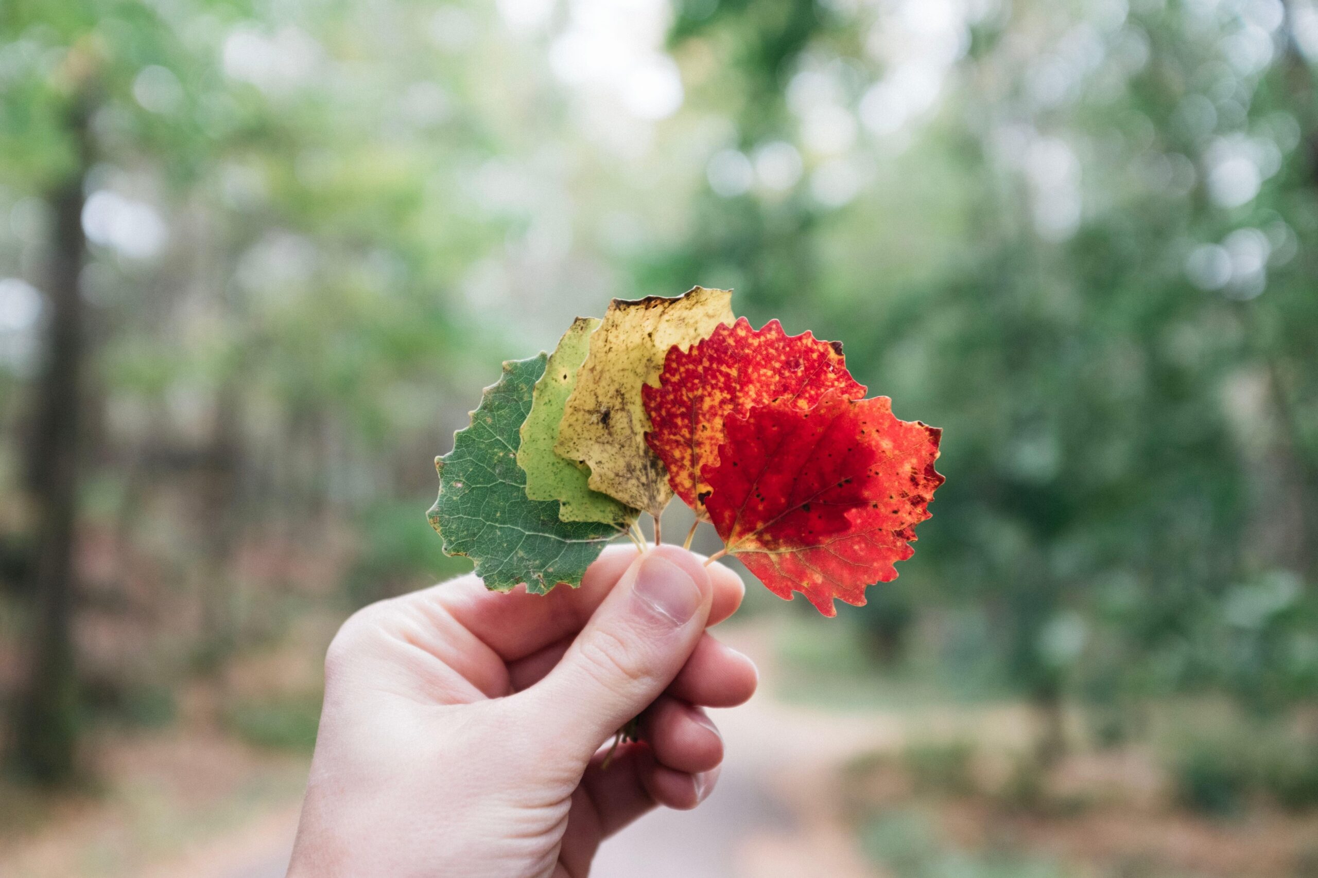 A hand holding 4 leaves of autumnal colours against a forest background